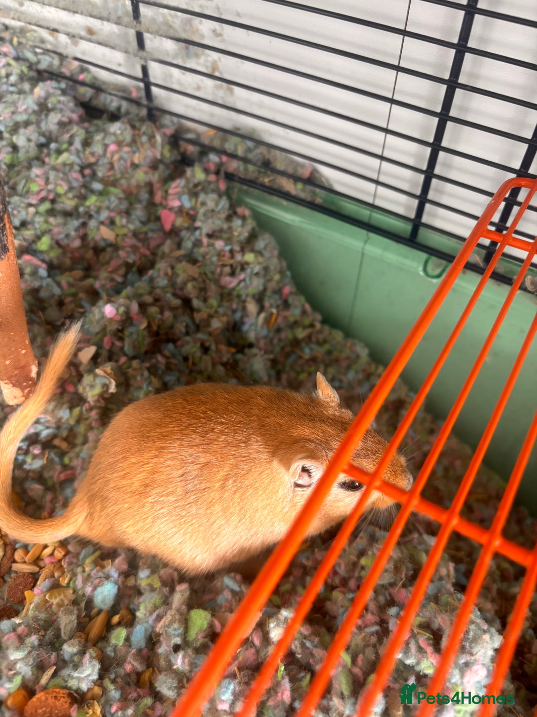 Gerbil rodents for sale: 2 Male Gerbils looking for new home - Image 2