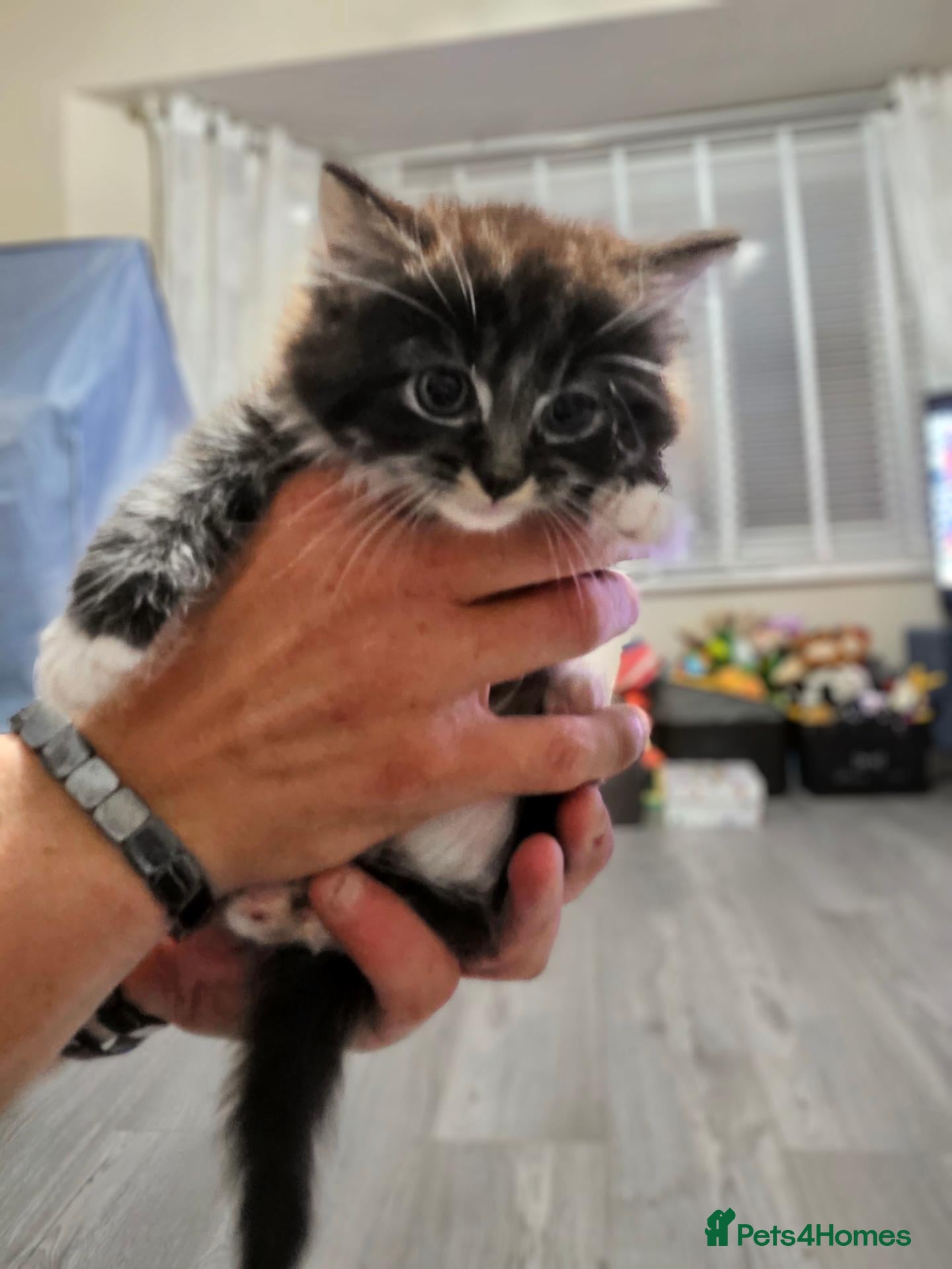 Mixed Breed cats for sale: Ragdoll x blue russian kittens - Advert 1