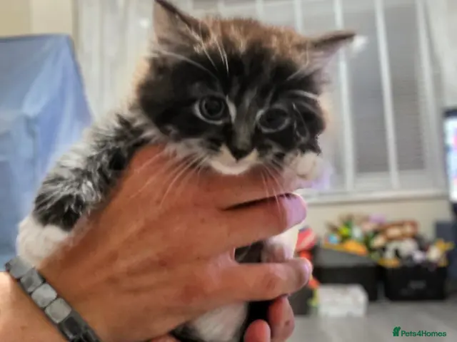 Mixed Breed cats for sale: Ragdoll x blue russian kittens - Advert 1