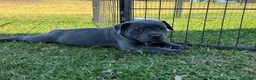Staffordshire Bull Terrier dogs for sale: Pure blue big chunky pups out for good homes in Crawley - Advert 2