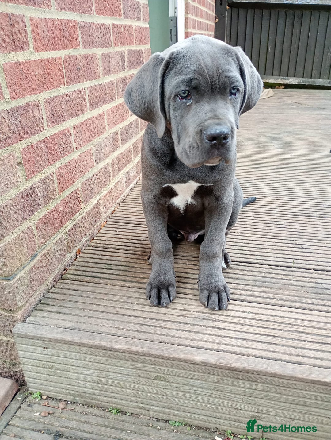 Cane Corso dogs for sale: Beautiful Cane Corso  - Image 4