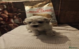 Mixed Breed dogs for sale: Bichon  - Image 2