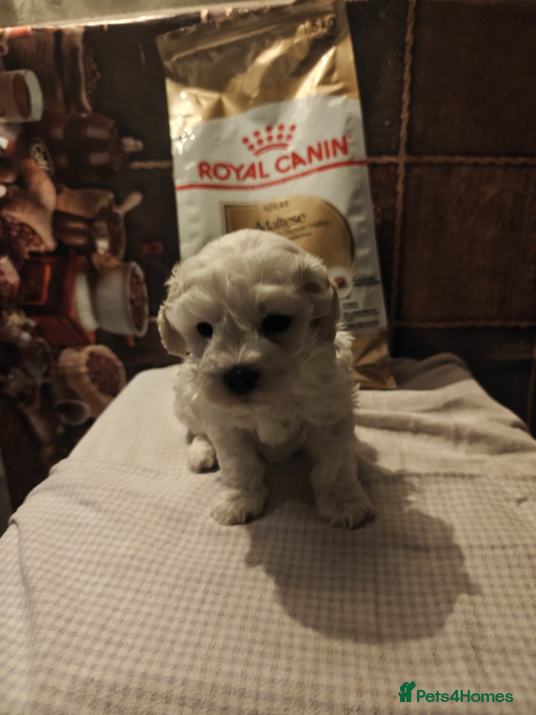 Mixed Breed dogs for sale: Bichon  - Image 2