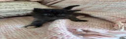 Mixed Breed cats for sale: Ragamuffin mix kittens please read description  - Advert 18