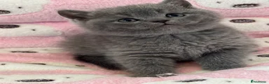 British Shorthair 5