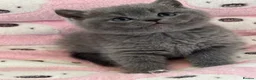 British Shorthair cats for sale: British shorthair kittens  - Advert 5