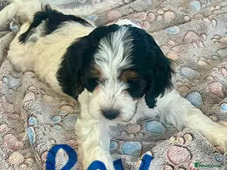 Cockapoo dogs READY these amazing cockapoo’s - Advert 7