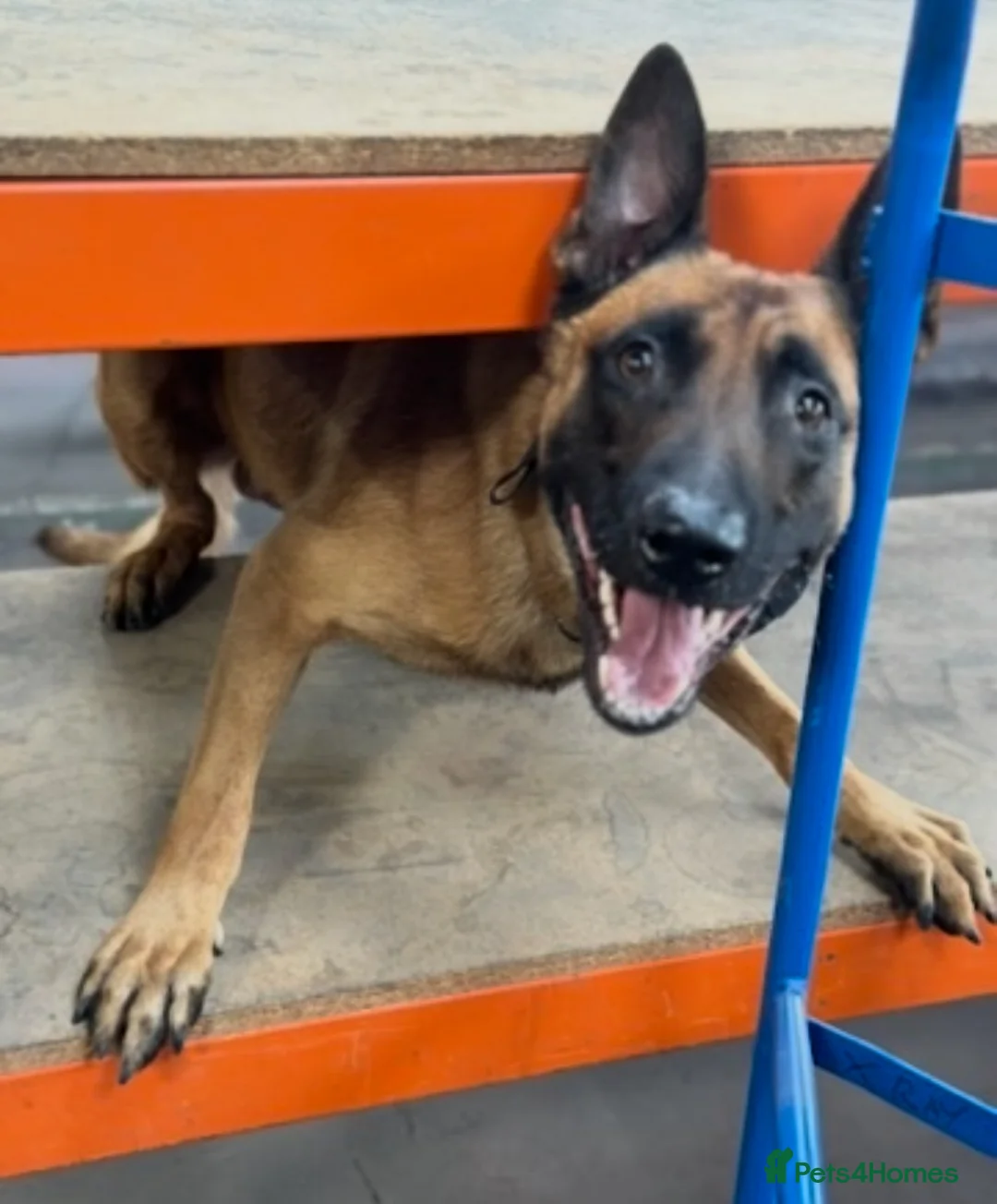 Belgian Shepherd Dog dogs for stud: Fully health tested, titled KC stud  - Advert 1