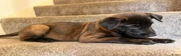 Belgian Shepherd Dog dogs for sale: Stunning Belgian Malinois Puppies  - Advert 15