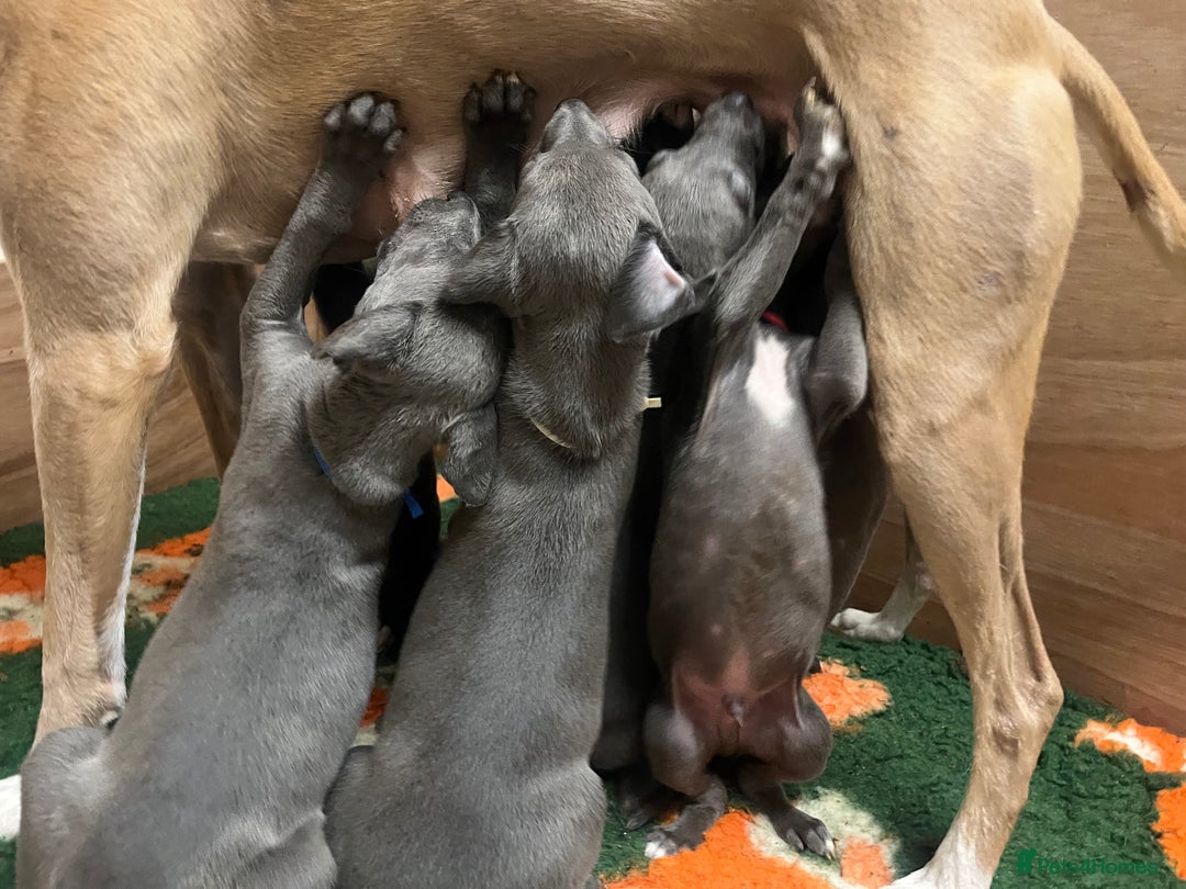 Whippet dogs for sale: Stunning Blue Whippet, white flecks  - Image 28