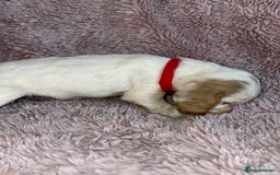 Cocker Spaniel dogs for sale: Stunning Cocker Spaniel Pups - Image 4