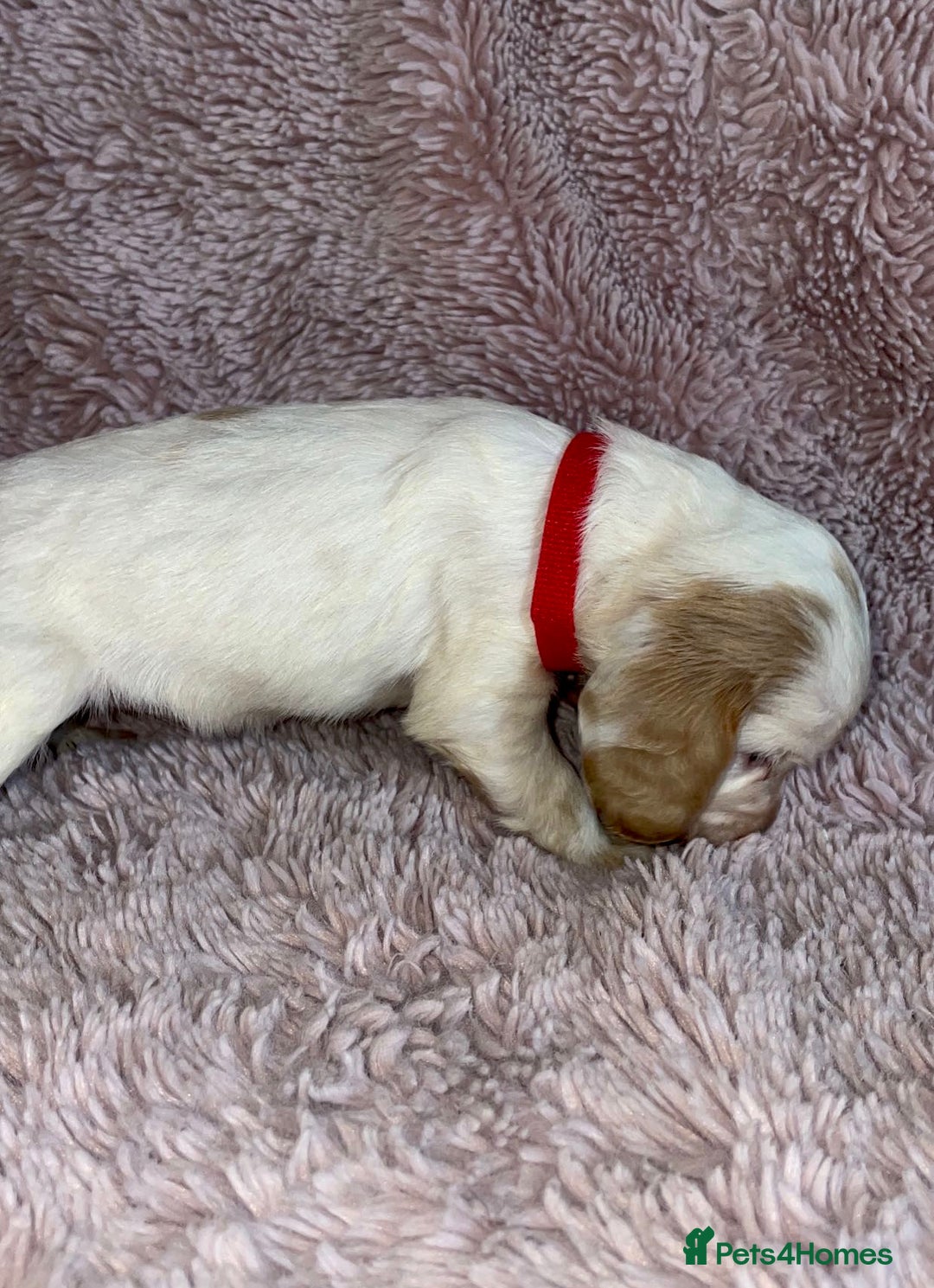 Cocker Spaniel dogs for sale: Stunning Cocker Spaniel Pups - Image 4