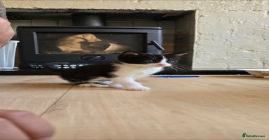British Shorthair cats - Advert 11