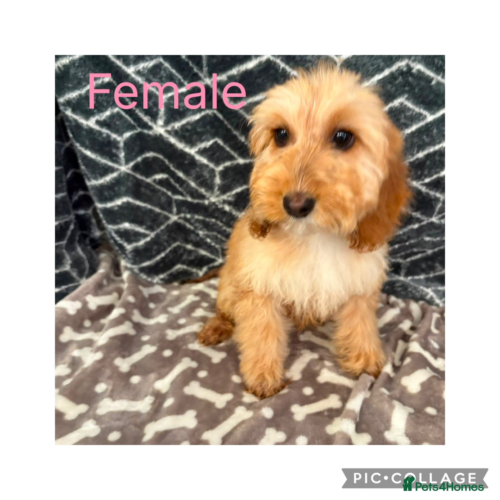 Cockapoo dogs F1 miniature cockapoos  - Advert 1