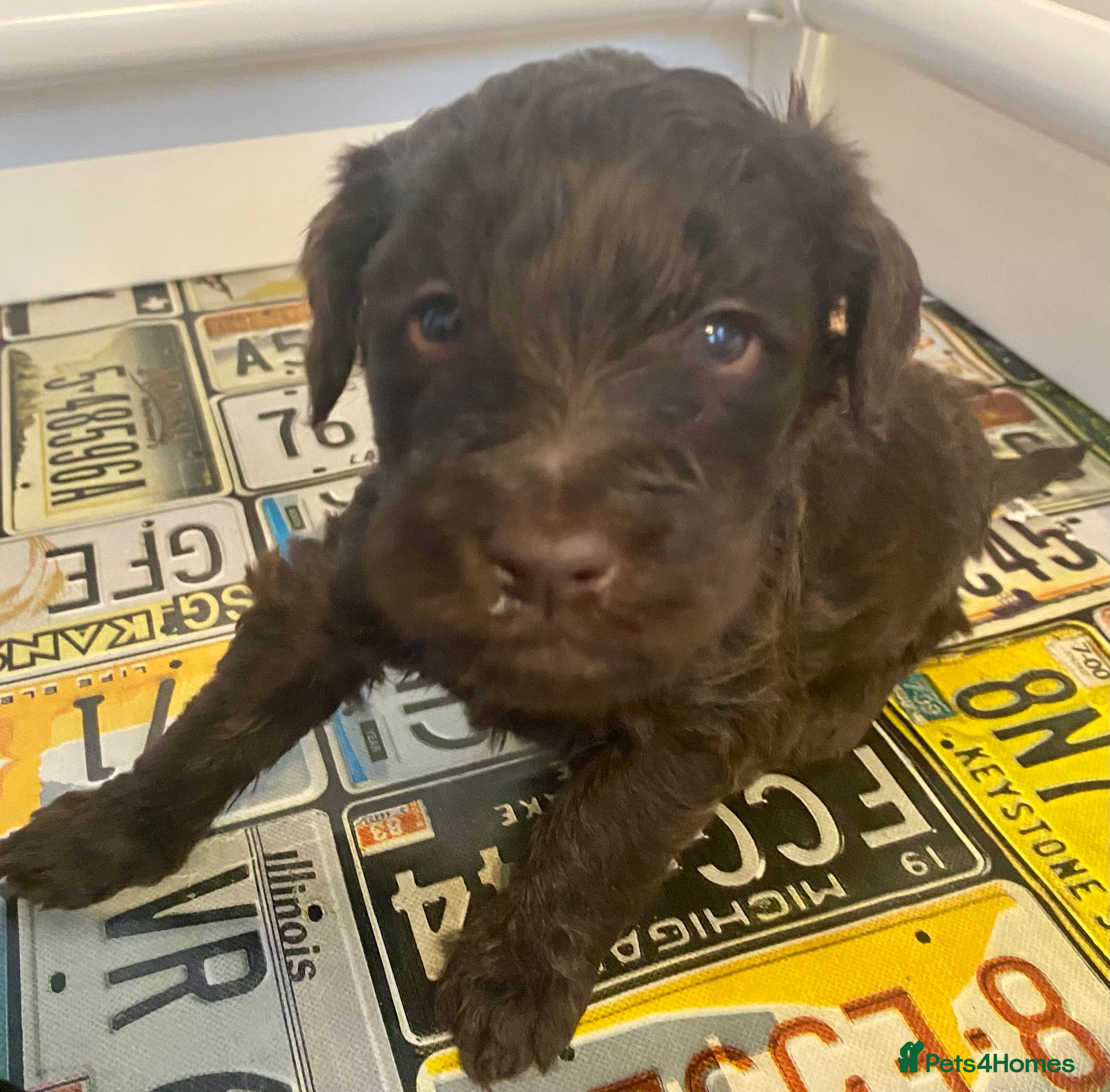 Labradoodle dogs for sale: LAST 3 LARGE PREMIUM MULTIGEN DOUBLE DOODLES 🐾🐾 - Advert 37