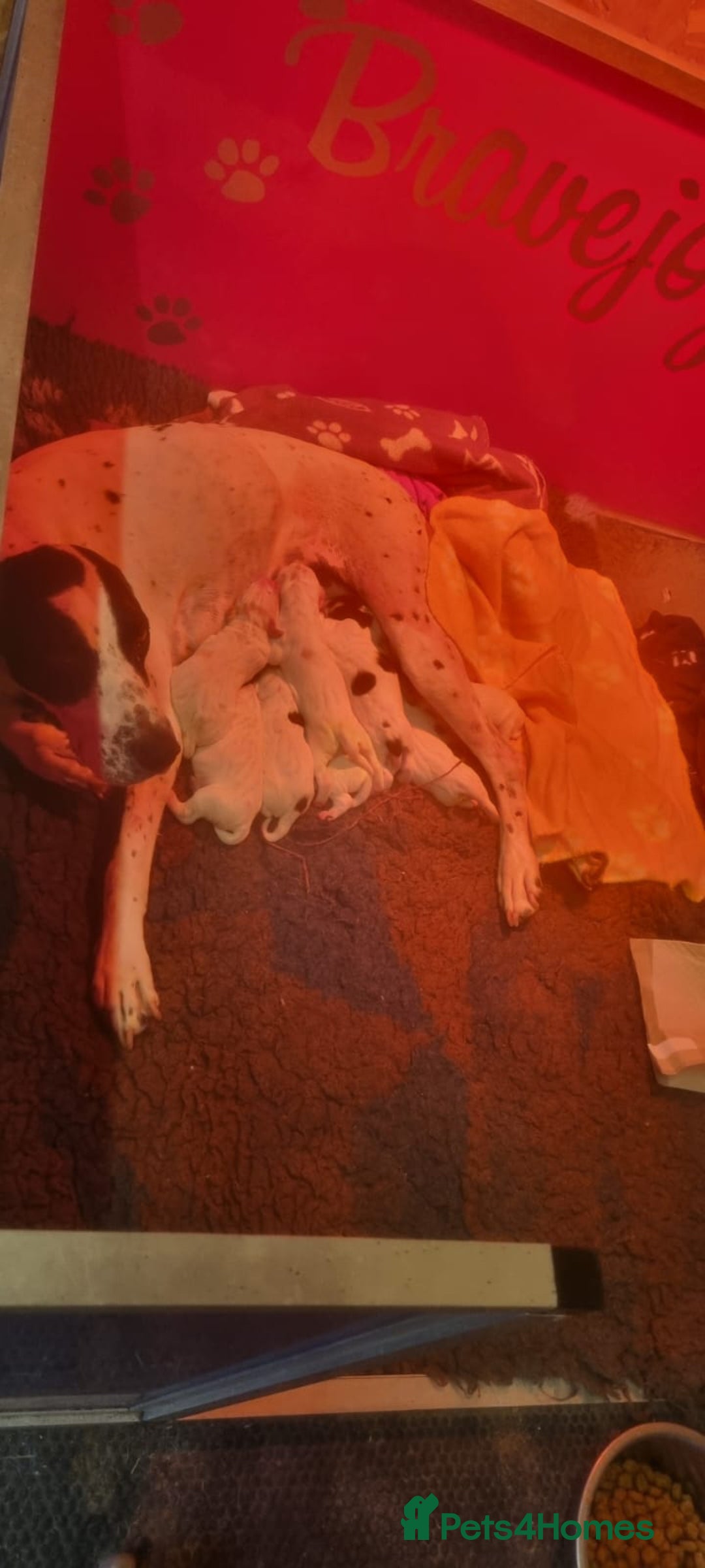 Pointer dogs for sale: 🪶 Pointer puppies 🪶 - Image 7