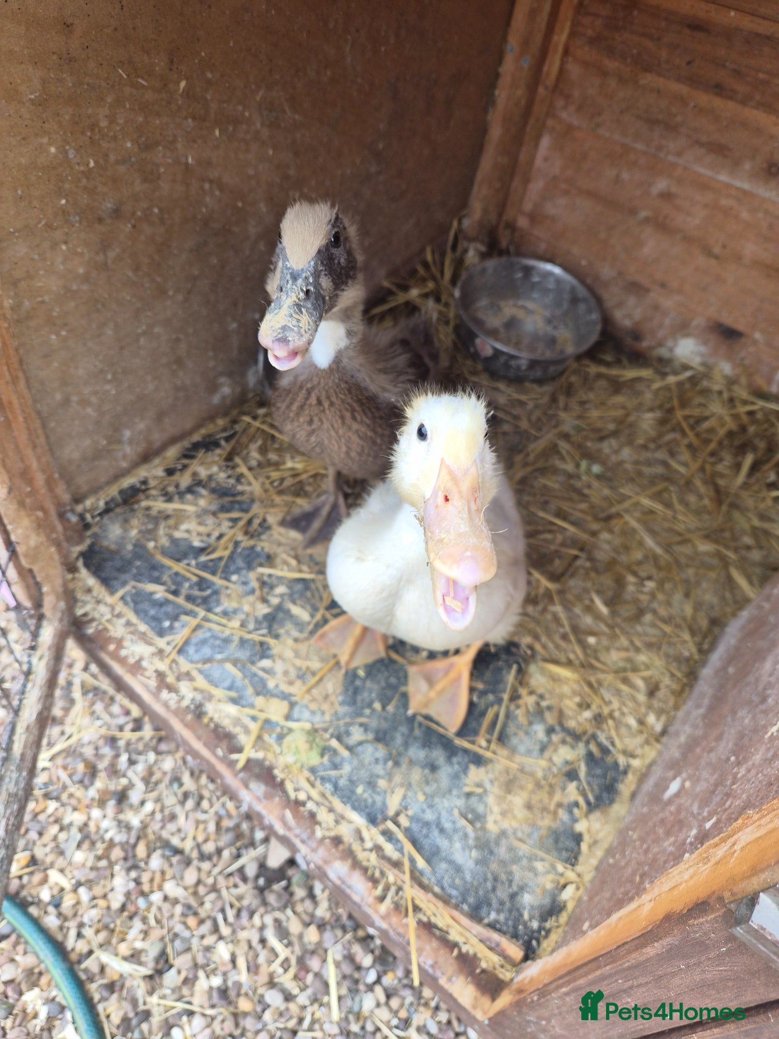 Ducks poultry 2 young female ducks - Advert 11