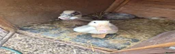 Ducks poultry for sale: 2 young female ducks - Advert 1