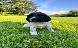 English Springer Spaniel dogs for sale: KC REG ENGLISH SPRINGER SPANIEL - Image 13