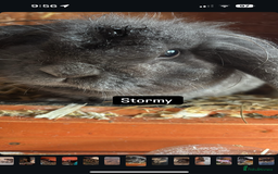 Mixed Breed rabbits for sale: Male rabbits  - Image 2