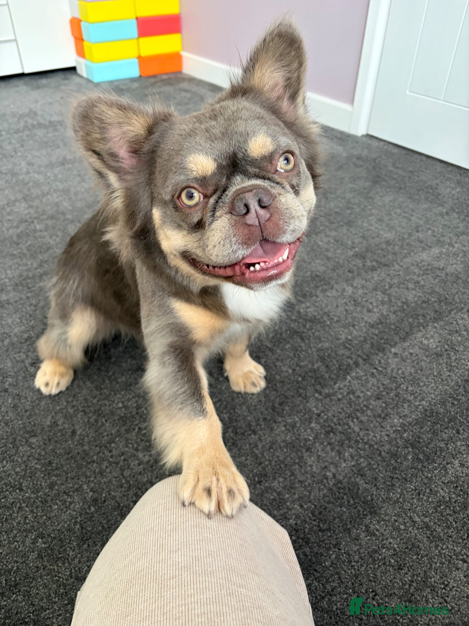 French Bulldog dogs for sale: Fluffy French Bulldog Archie  in Peterborough - Advert 1