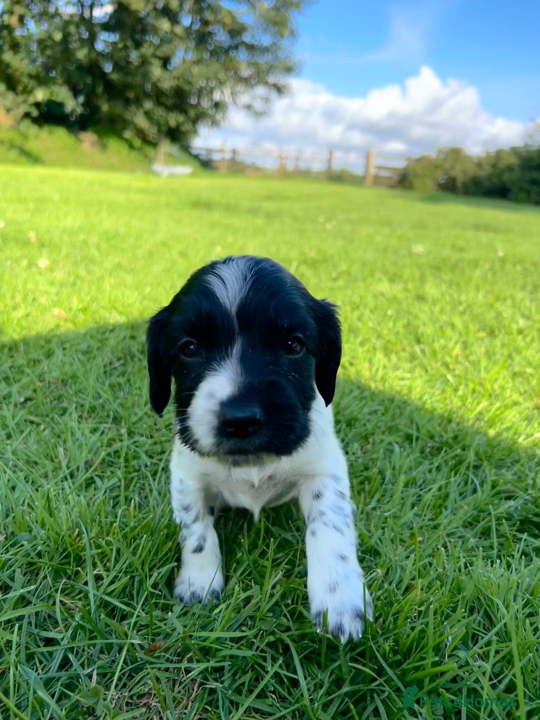English Springer Spaniel dogs for sale: KC REG ENGLISH SPRINGER SPANIEL - Image 10