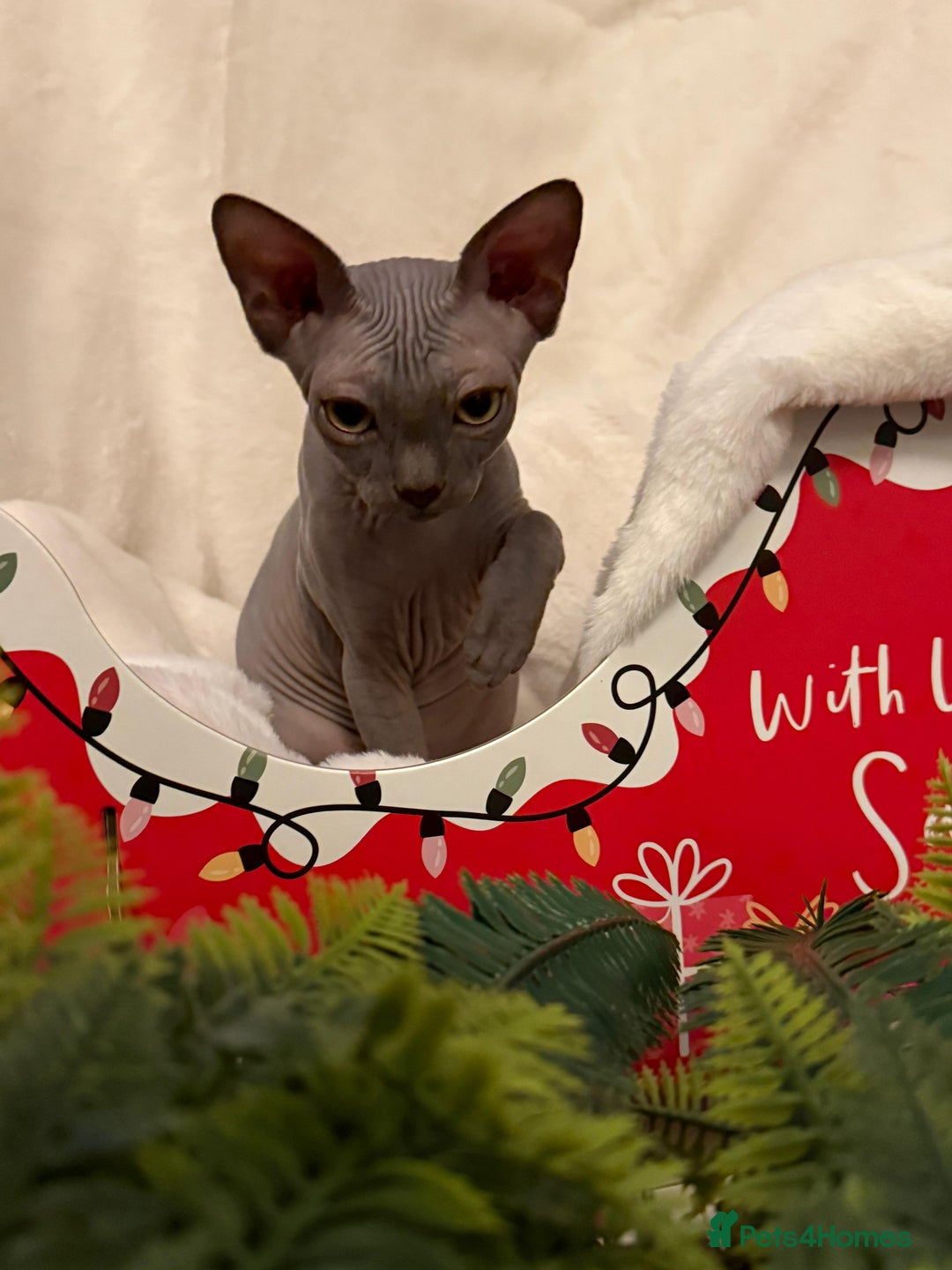 Sphynx cats for sale: EmaidacanadianSphinx - Advert 6
