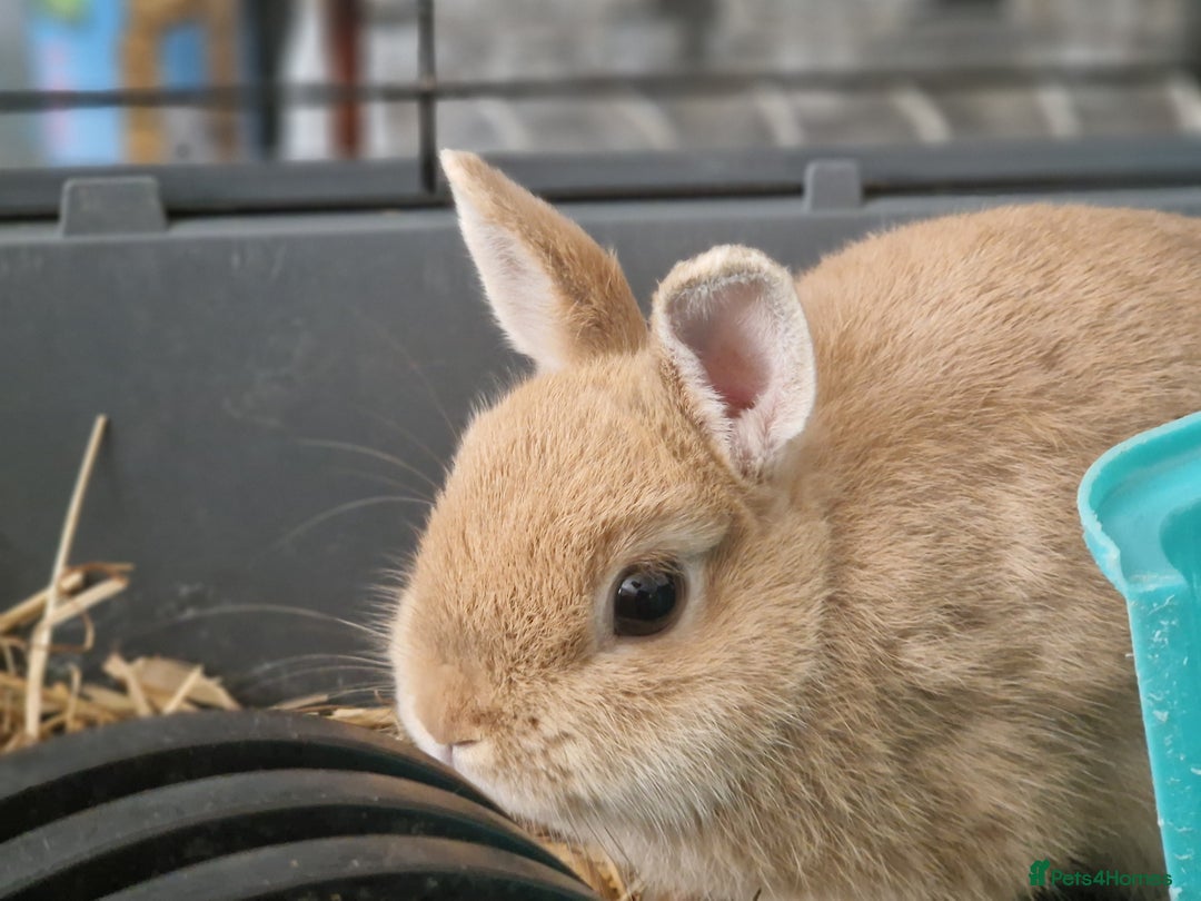 Netherland Dwarf rabbits for sale: Rare pretty purebred ginger Netherland dwarf girl - Image 1