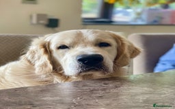 Goldendoodle dogs for sale: Stunning Goldendoodle puppies - Image 31