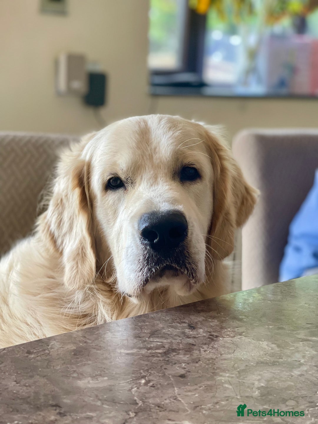 Goldendoodle dogs for sale: Stunning Goldendoodle puppies - Image 31