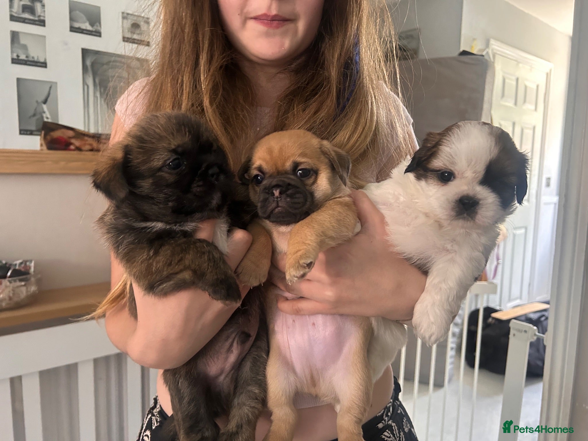 Jug dogs jack shih puppies - Advert 1