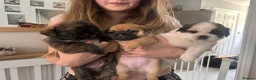 Jug dogs for sale: jack shih puppies - Advert 1