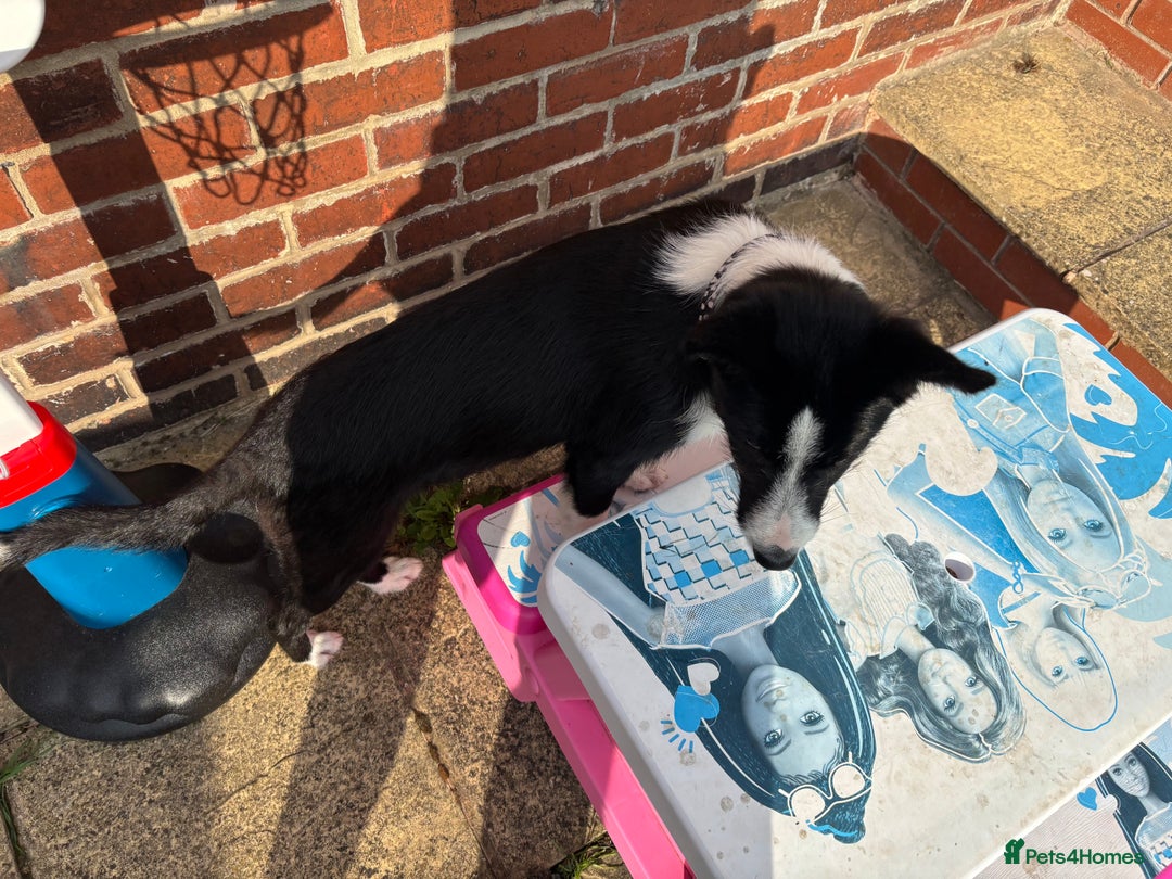 Border Collie dogs for sale: Border collie pup - Image 2