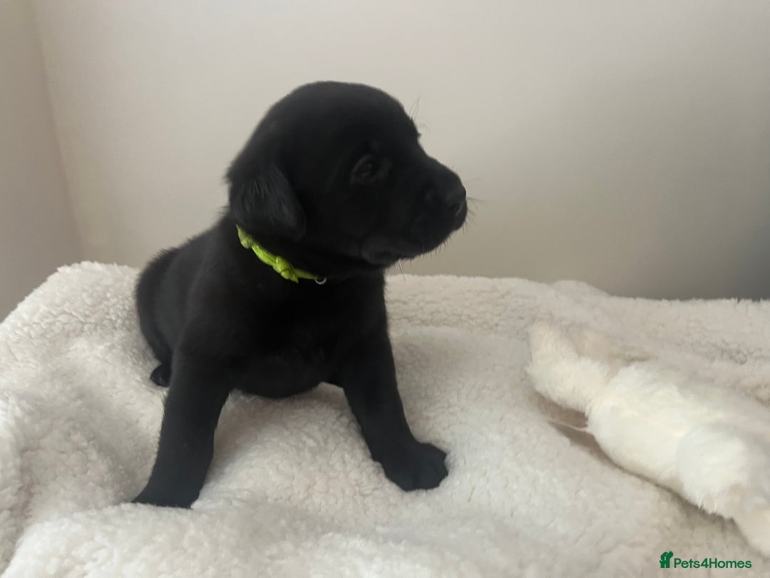 Mixed Breed dogs for sale: 11 Fabulous LABROTTIES - Advert 17