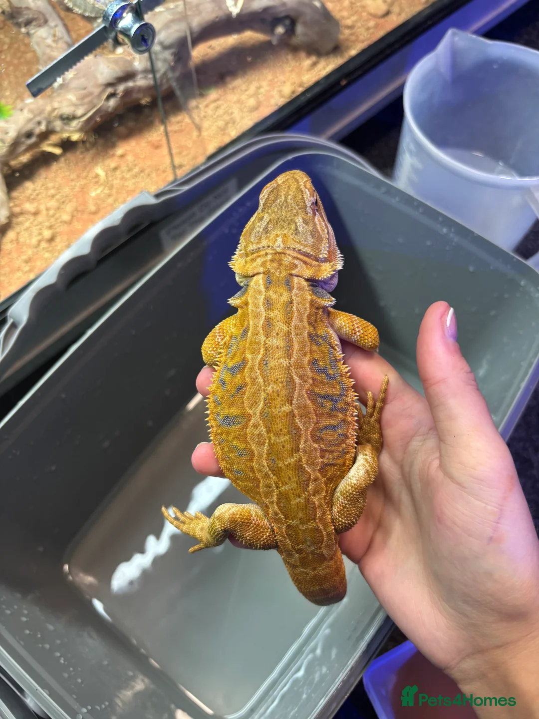 Bearded Dragon reptiles for sale: FEMALE Yellow blue bar  - Advert 3