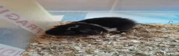 Guinea Pig rodents for sale: Baby Teddy boys and girls - Advert 8