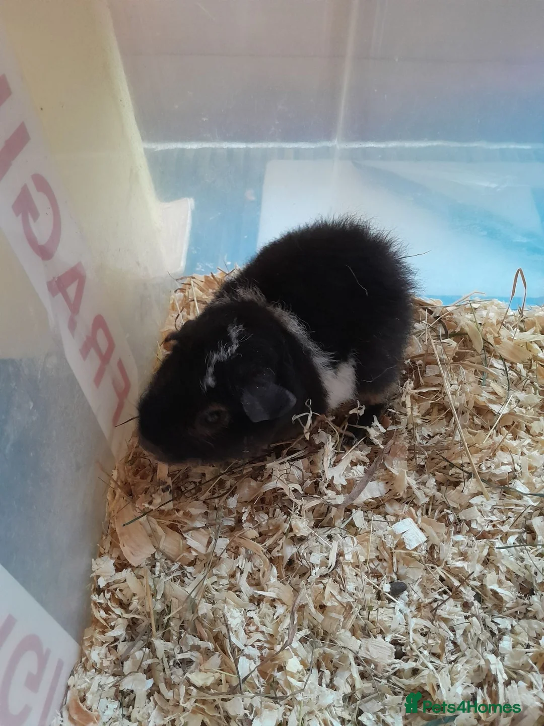 Guinea Pig rodents for sale: Baby Teddy boys and girls - Advert 8
