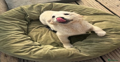 Golden Retriever dogs - Advert 10