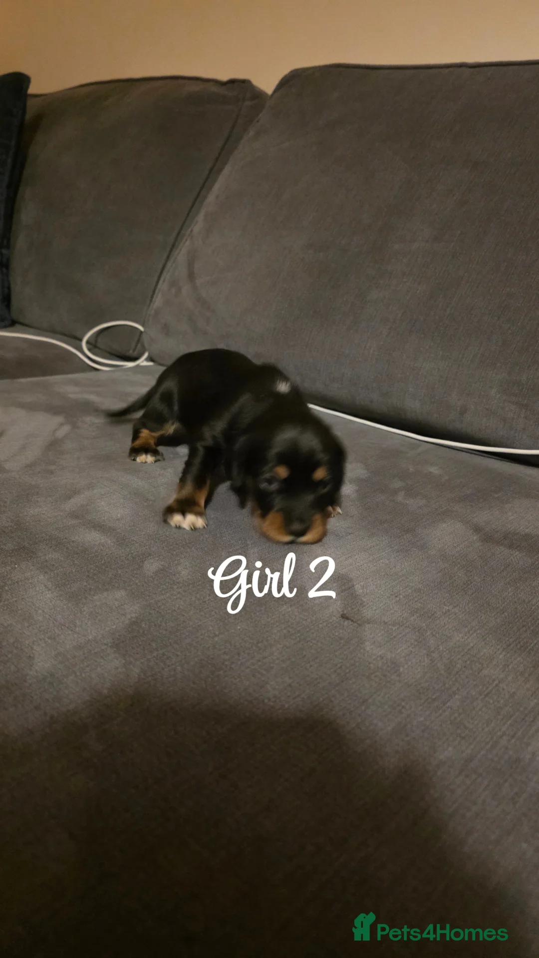 Mixed Breed dogs for sale: Beautiful Cocker x Collie pups - Advert 19