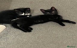 Mixed Breed cats for sale: Male black and white kitten  - Image 3