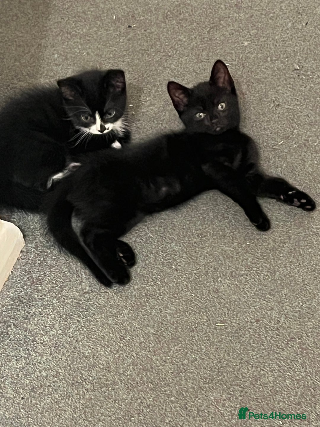 Mixed Breed cats for sale: Male black and white kitten  - Image 3