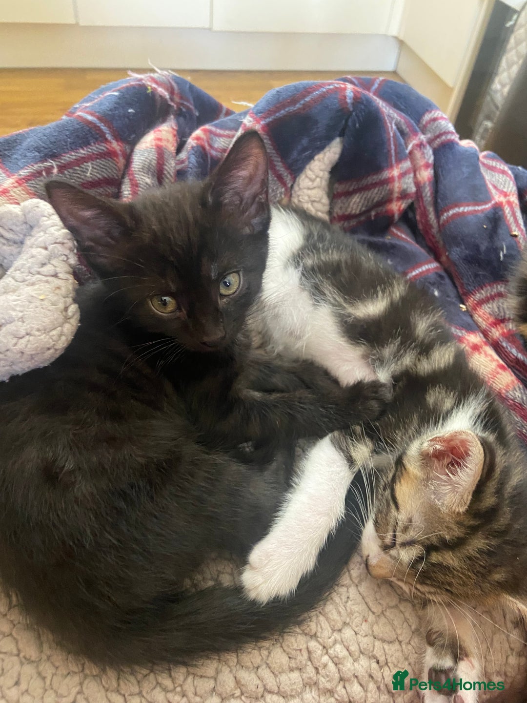 Bengal cats for sale: 7 adorable bengal/tort kitties available now!  - Image 18