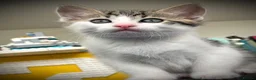 Ragdoll cats for sale: 🐾Only 4 Gorgeous Kittens Left🐾 - Advert 14