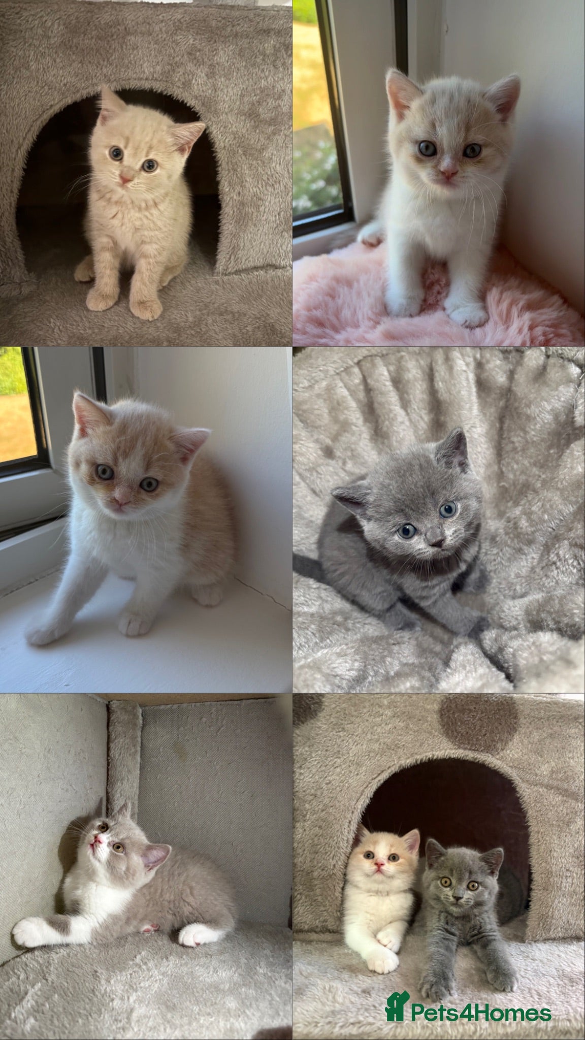British Shorthair cats  🐾5 Beautiful British Shorthair Kittens🐱❤️ - Advert 1