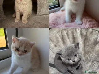 British Shorthair cats 🐾5 Beautiful British Shorthair Kittens🐱❤️ - Advert 1