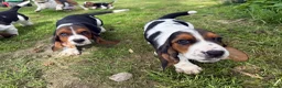 Basset Hound dogs for sale: Beautiful Basset Hound Puppies - Advert 8