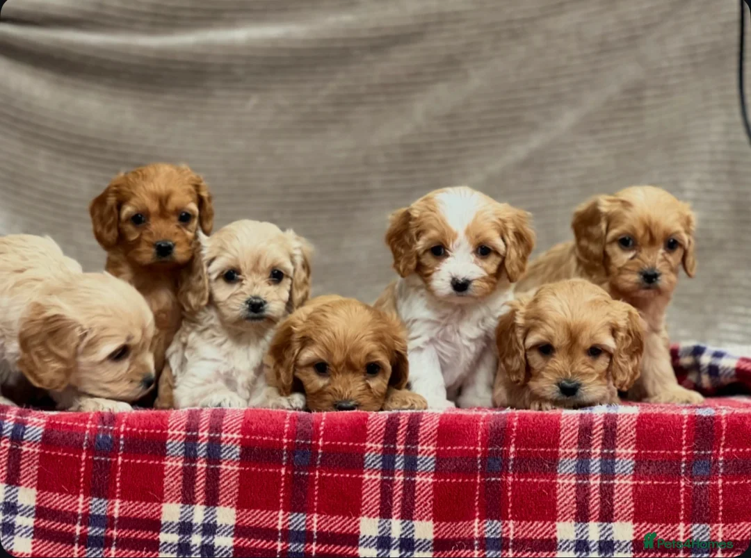 Cavapoochon dogs for sale: BEAUTIFUL CAVAPOOCHON PUPPIES - Advert 6