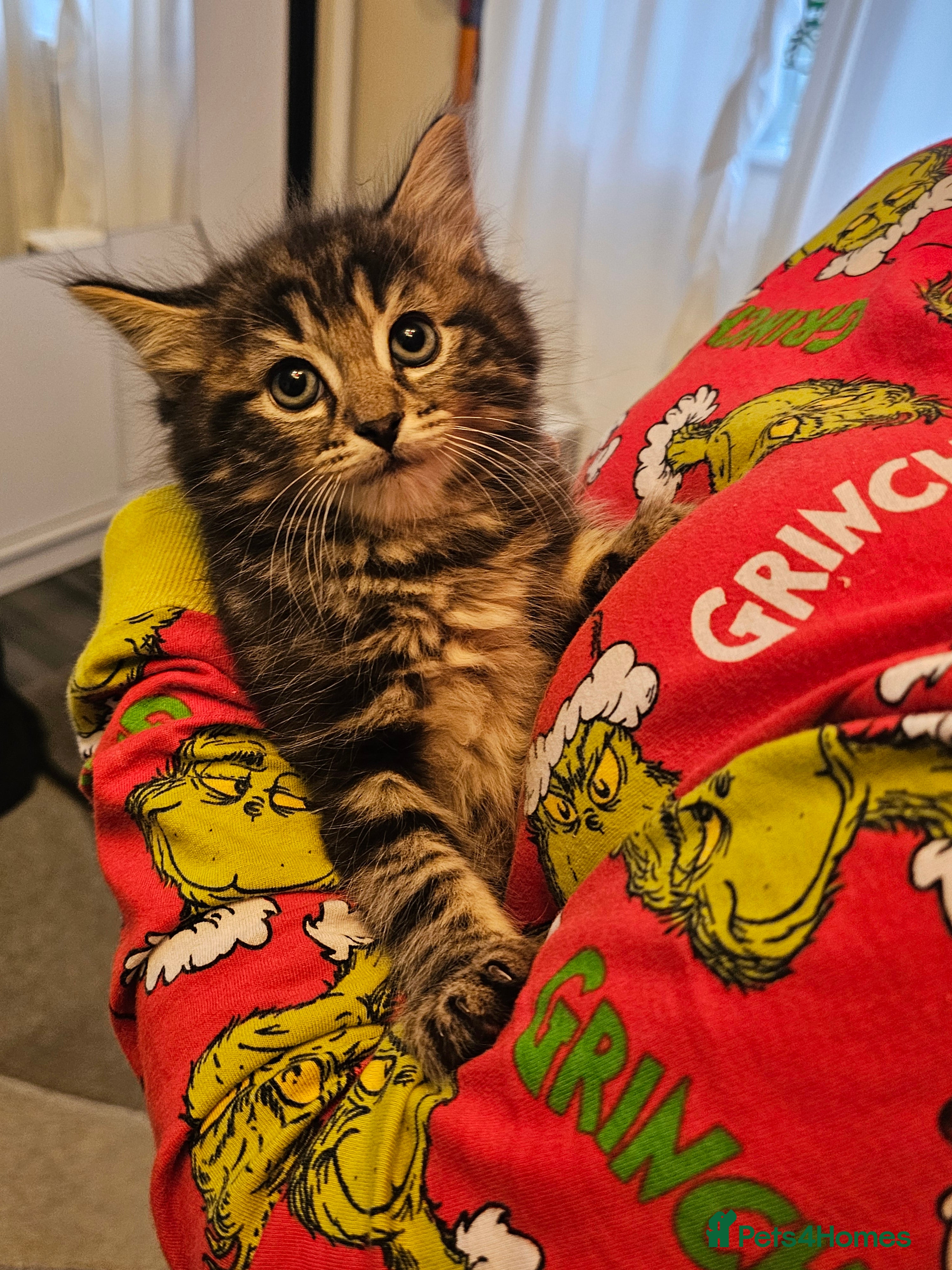 Mixed Breed cats Beautiful kittens - Advert 1