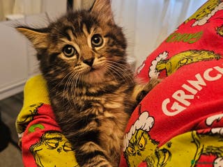 Mixed Breed cats Beautiful kittens - Advert 1