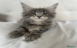 Maine Coon cats for sale: 4 big pure gorgeous Mainecoon boys  - Image 14